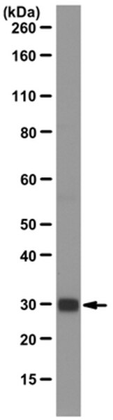 Anti-ASF-1 (SF2) Antibody, clone AK96 | MABE163